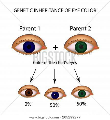 Genetic inheritance of eye color. Brown, blue, green eyes. Infographics. Vector illustration on isolated background.