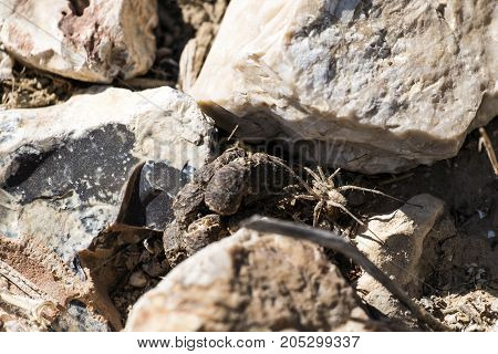 Labyrinth spider hides between stones (Agelena labyrinthica)