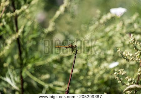 Male red dragonfly the ruddy darter sits on a branch (Sympetrum sanguineum)