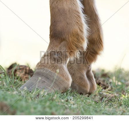 the horse's hooves on the nature . . In a park in the nature