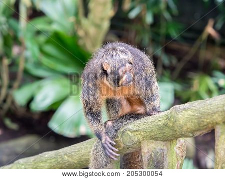 Female white-faced saki sits on branch close up