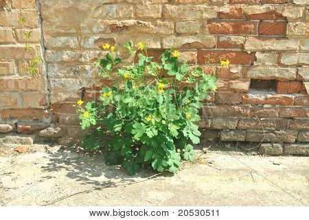 Planta verde