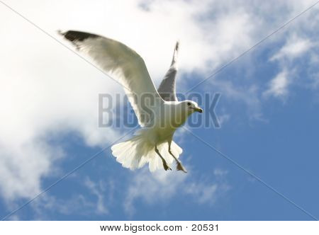 Måge Landing