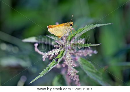 나비 Ochlodes Venatus