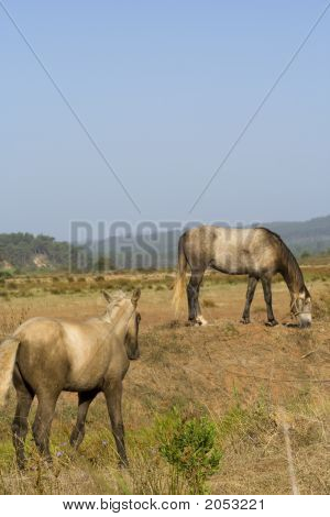Horses In A Field