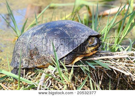 Blandings skildpadde (Emydoidea blandingii)