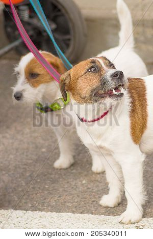 Fox terrier Standing in the rackA small dog looks up and grinds teethSpace under the text. 2018 year of the dog in the eastern calendar Concept: parodist dogs, dog friend of man, true friends, rescuers.