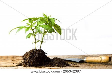 Marijuana Plant Growing From The Ground