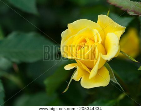 Yellow rose. Beautiful flower in the garden