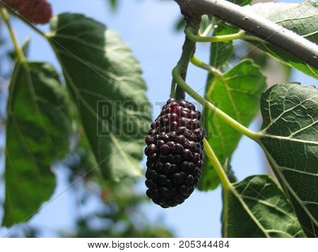 mulberry. a tree growing in the south of Ukraine.