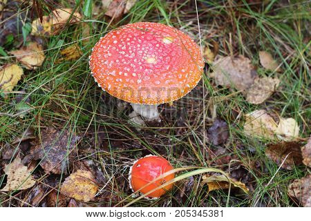 red amanita close-up on a nature background