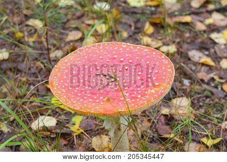 red amanita close-up on a nature background