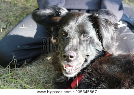 adult dog sitting in the grass summertime in bavaria