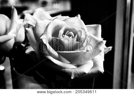 rose flower blossom in black and white