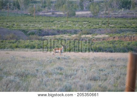 a pronghorn wandering the countryside at sunset