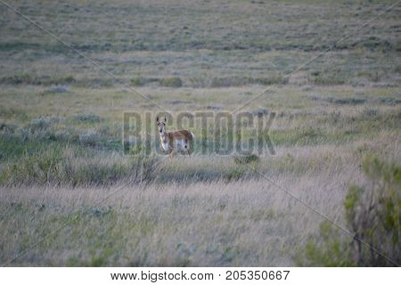 a pronghorn wandering the countryside at sunset