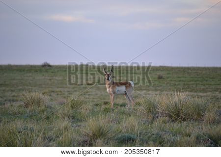 a pronghorn wandering the countryside at sunset