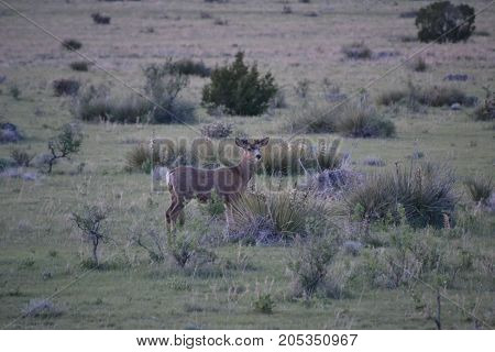 mule deer roaming the country side at dusk