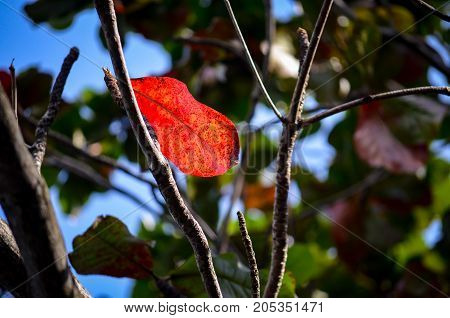 single red mangrove leave against sunlight and blue sky