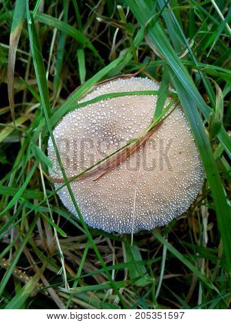 Gem-studded Puffball from Above in the Grass