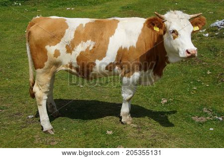 Cow (kalf) grazing on a green grass field
