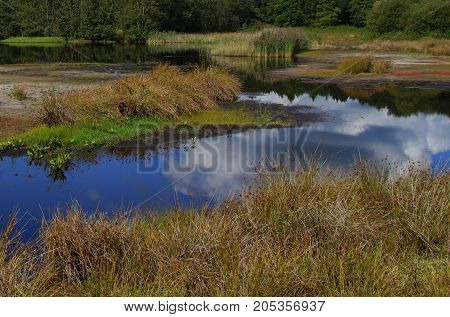 Typical Dutch wetland - Dwingelderveld, Gelderland, The Netherlands.