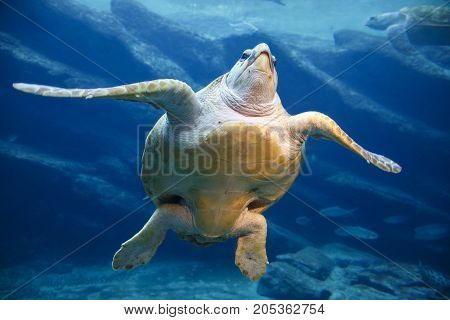 A large leatherback turtle swimming gracefully in the blue water