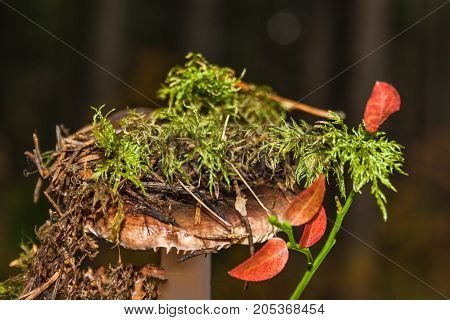 Boletus In Moss. Forest Mushroom. Close-up.