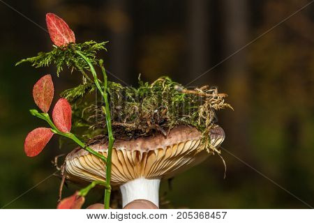 Boletus In Moss. Forest Mushroom. Close-up.