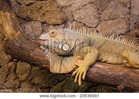 Lizzard