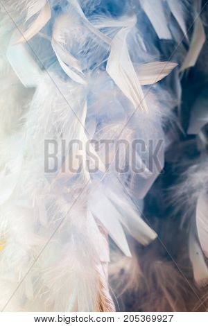 Beautiful Bird Feathers For Decorative Purposes In View