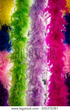 Beautiful colorful bird feathers for decorative purposes