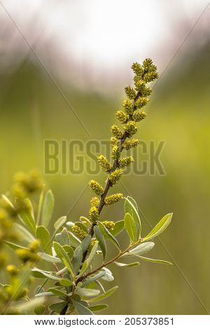 Flower Of Bog Myrtle