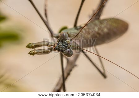 Head Of European Praying Mantis