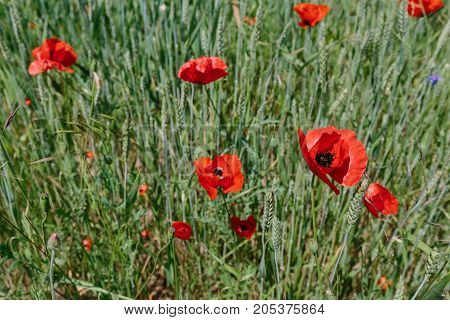 Poppies in the field. horizontal shot in the afternoon