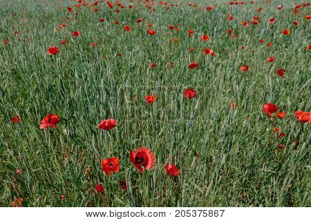 Poppies in the field. horizontal shot in the afternoon