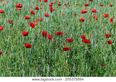 Poppies in the field. horizontal shot in the afternoon