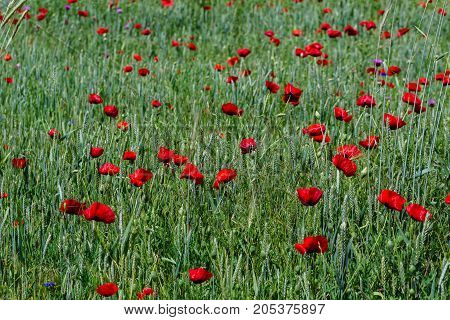 Poppies in the field. horizontal shot in the afternoon
