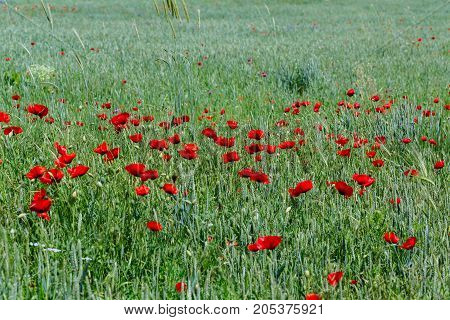 Poppies in the field. horizontal shot in the afternoon