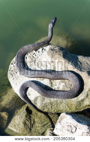 Snake laying on the rocks sunbathing the day away