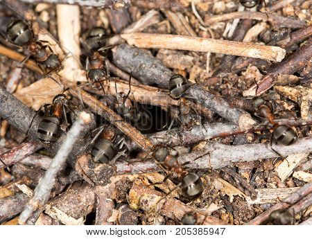 ant in nature. close-up . In the park in nature