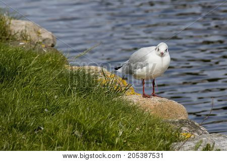 Tallaght Gull Bird