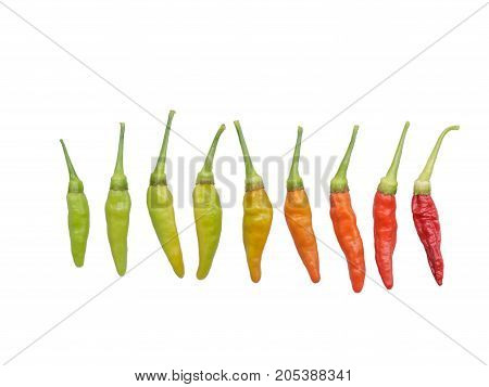 Development of different colors of chilli peppers isolated on white background with clipping path.