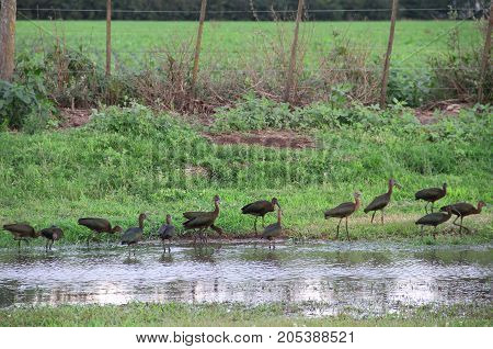 black bandurrias typical birds of south america