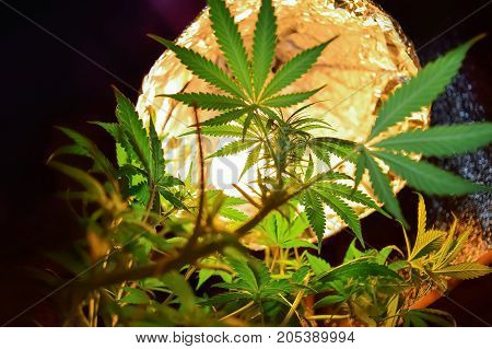 Growing marijuana and cannabis under artificial lighting