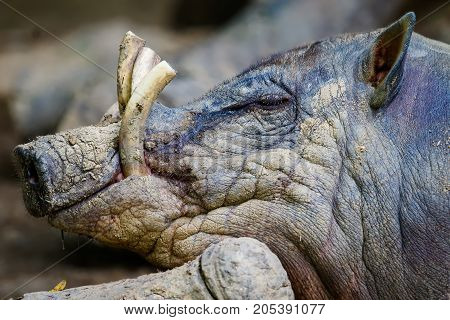 Babirusa Profile