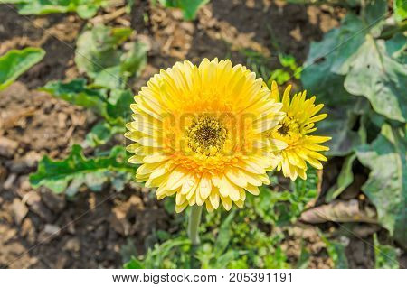 Beautiful blooming gerbera in the natural garden