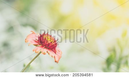 Flower (zinnia, Zinnia Violacea Cav.) In Garden