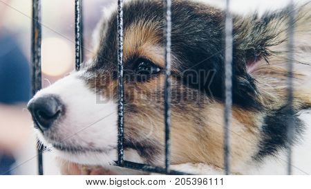 Puppy In Cage Dog With Sadness