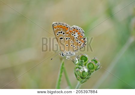 Aricia agestis, Brown Argus butterfly in nature. Common blue butterfly on wild flowers
